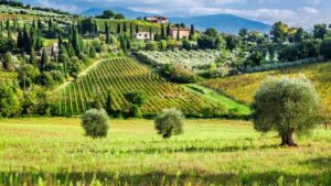 Olive trees and vineyards in Tuscany, Italien, Toskana Versiliaküste